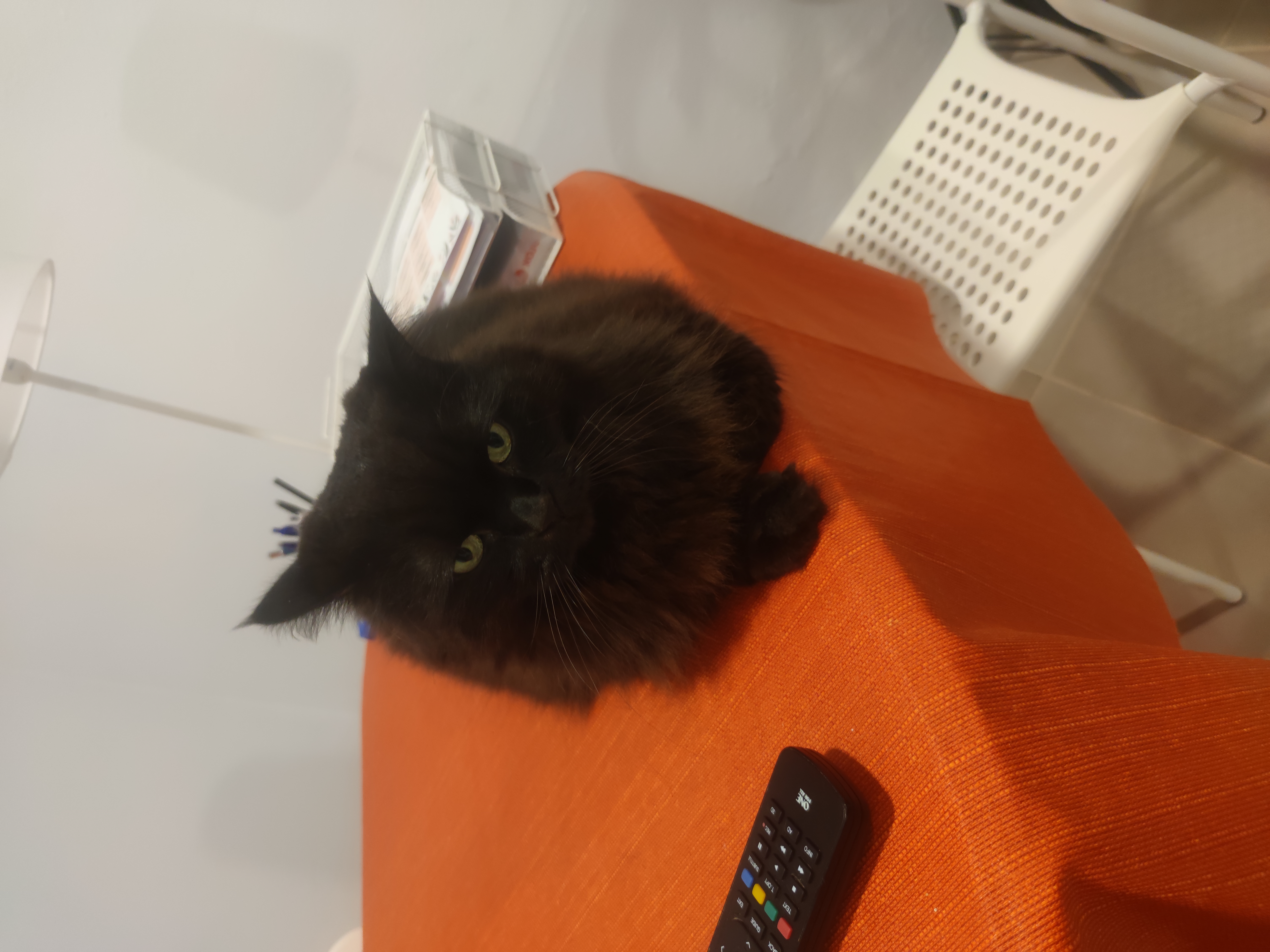 Cuidado de mascota a domicilio